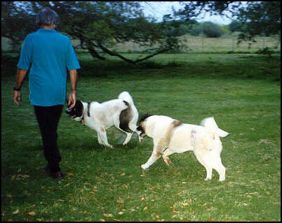 Kenny, Patches, and Bear chasing them.