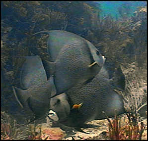 three grey angel fish passing each other