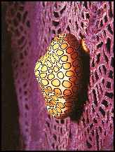 Flamingo Tongue - underwater snail