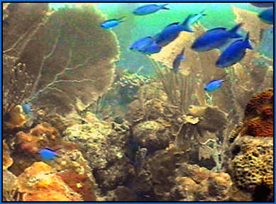 blue chromis in the BVI