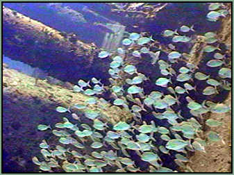 schools of fish at the Wreck of the Chikuzen north of the BVI