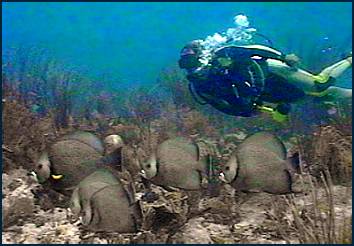 Randy Keil with school of Grey Angelfish