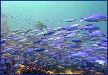 Clouds of fish