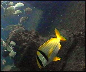 Pork fish on the Chikuzen wreck