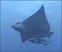 Eagle Ray