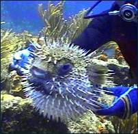 puffer fish