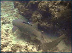 Nurse Shark