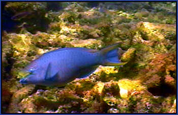 Parrot fish at the Indians