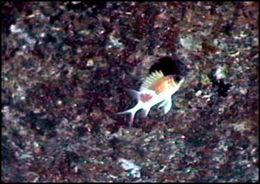 fish near porthole of wreck