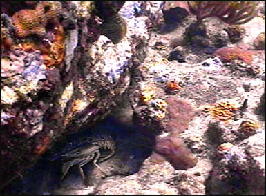 lobster hiding under a ledge