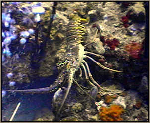 BVI lobster