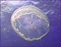 Moon Jelly Fish