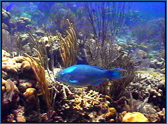 gorgous blue parrot fish