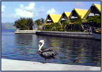 Pelican on Peter Island dock near the dive shop