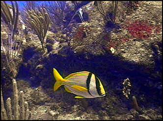 porkfish