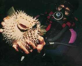Bob Pitcole with Puffer fish