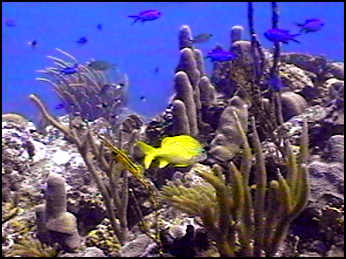 reef fish