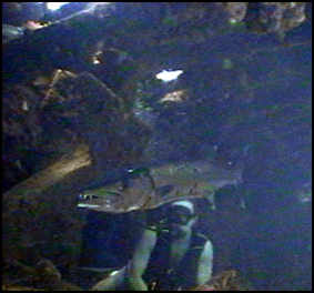 barracuda in the Wreck of the Rhone