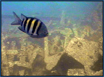 view of part of Wreck of Rhone from Rhone Reef