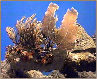 sea fan