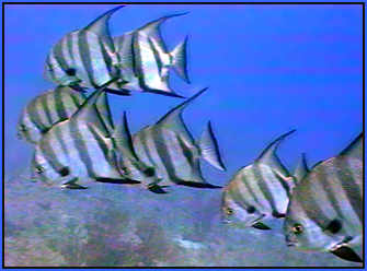 School of Spadefish