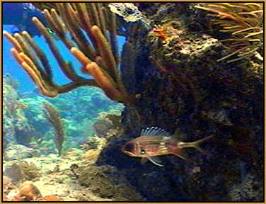 Squirrel fish in the BVI