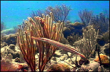 trumpet fish