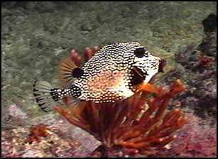 trunk fish