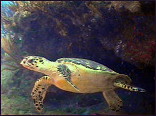 BVi turtle
