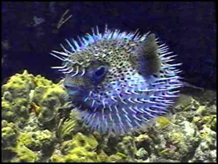 Puffer Fish. I'll be adding more underwater images to this Web Site soon.