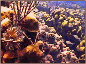 Feather duster on mounds of mushroom shaped coral