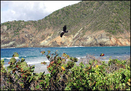 A pelican flying over North Beach