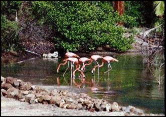 flamingos at the salt water pond