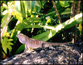 baby great iguana - about 12 inches long