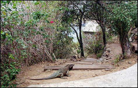 Large iguana between Sunset Terrace and the Museum