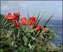 flora of Guana
