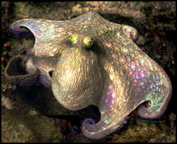 Wreck of the Rhone octopus photographed by ScubaMom