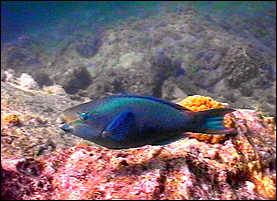 Parrot Fish seen at the Indians