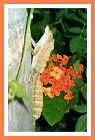 BVI garden lizard