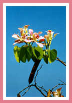 Orchid tree in BVI