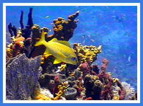 Colorful BVI reef and fish - photo by ScubaMom