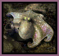 Octopus on the Wreck of the Rhone snapped by ScubaMom