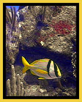 Porkfish on a BVI coral reef