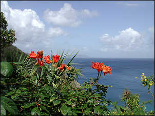 tropical flower