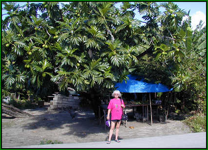 ScubaMom standing under a giant Breadfruit tree.