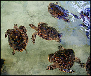 young turtles