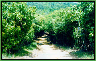 dirt road through Mustique forest on southeast side of the island.