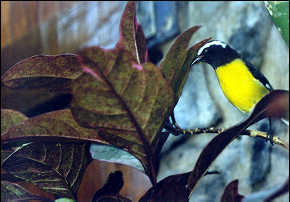 bananaquit