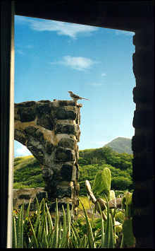 hillside cottage view and bird