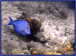 blue tang fish